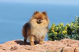 SPITZ ALLEMAND 350